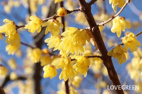 蠟梅|蝋梅（ロウバイ）の花言葉や生け方、育て方などご紹介